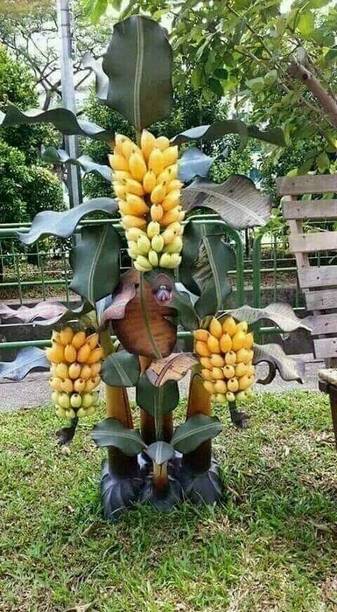FSK Banana Plant