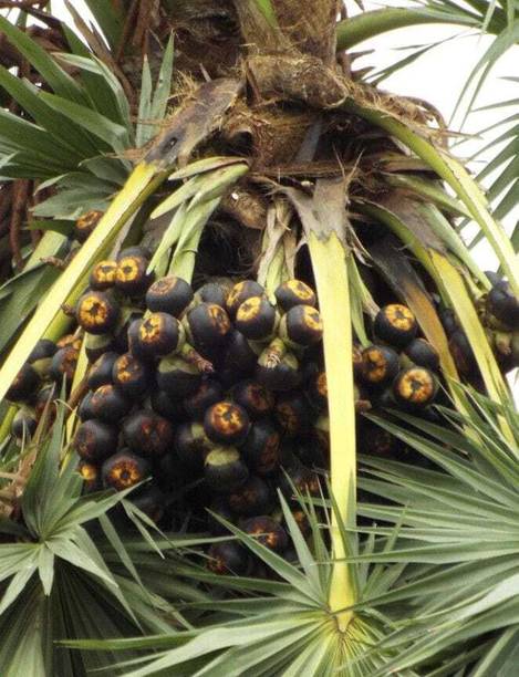 PLANTIFE Coconut Plant
