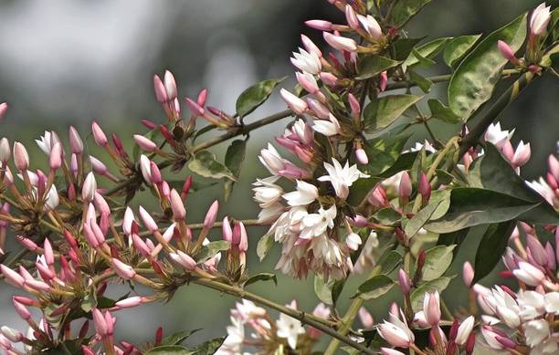 Cloud Farm Jasmine Plant