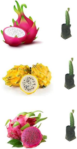 Cloud Farm Dragon Tree