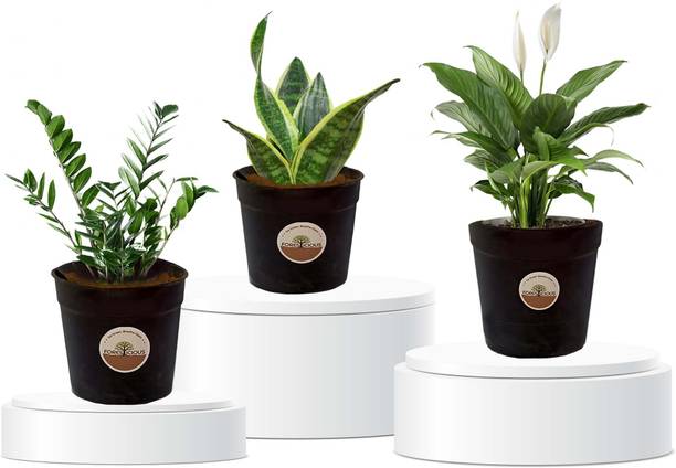Foresticious ZZ Plant, Peace Lily Plant, Snake Plant, Golden Snake Flame Plant, Zamia Zz