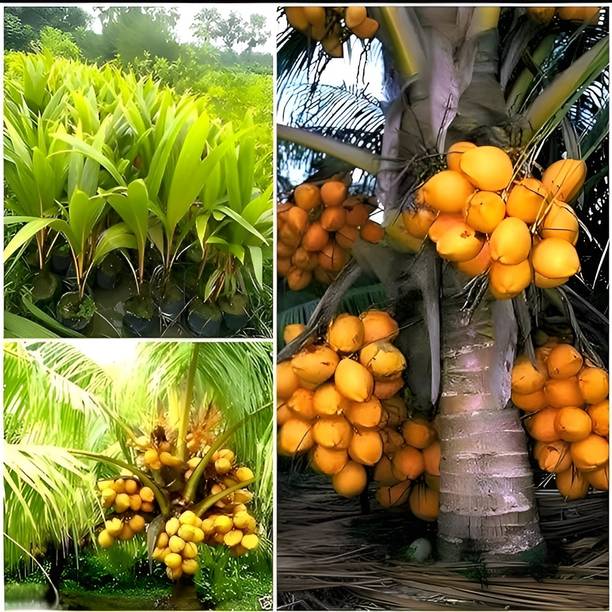 ग्रीन व्यू नारियल का पौधा पौधा