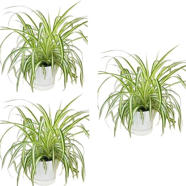 Dishita Go Green Spider Plant