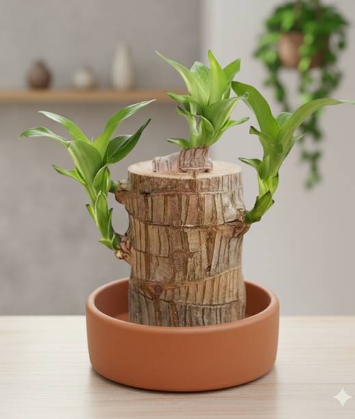 Plant Paradise Co Brazilian Wood