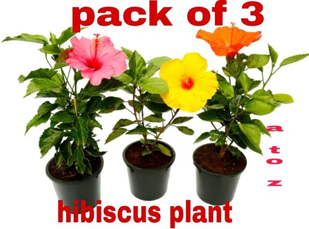 ABC Hibiscus Plant