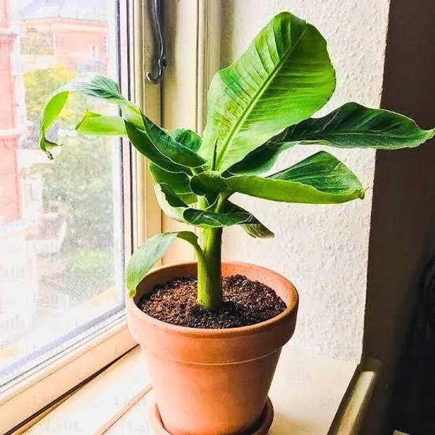 KAKALINURSERY Banana Plant