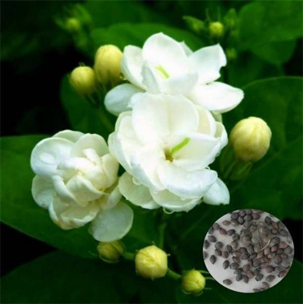 SHREYAGREEN Jasmine Plant