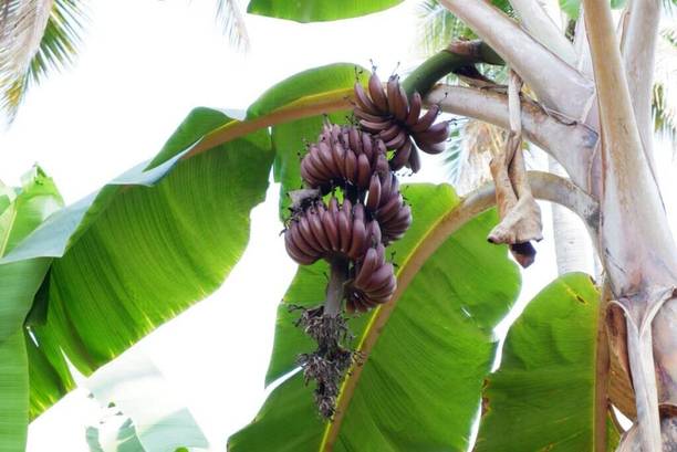 Cloud Farm Banana Plant