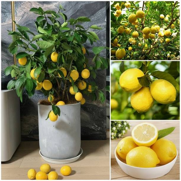 GIFTZHUB Lemon Plant
