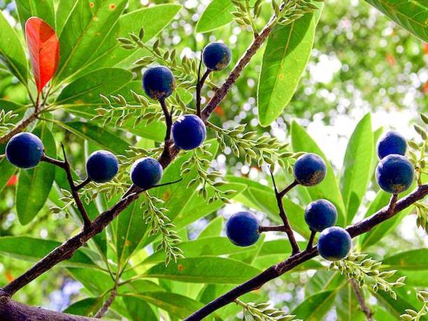 KPBHANDER Rudraksha Plant