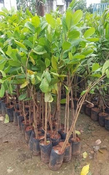 ऑनलाइन प्लांट बाज़ार कैश्यू प्लांट पौधा