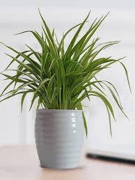 chiku Spider Plant