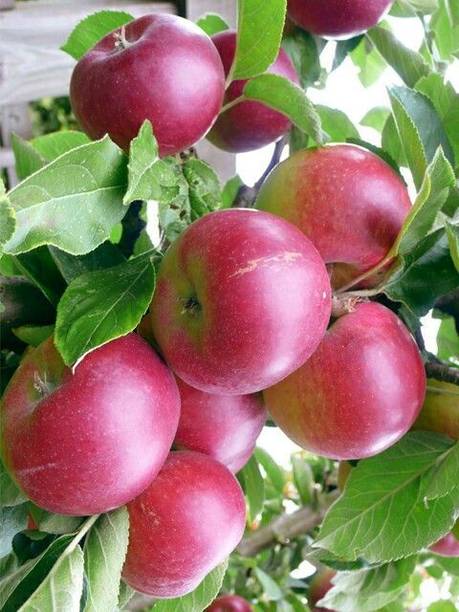 RasmoniGreen Apple Plant