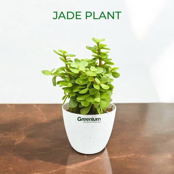 Greenium Jade Plant