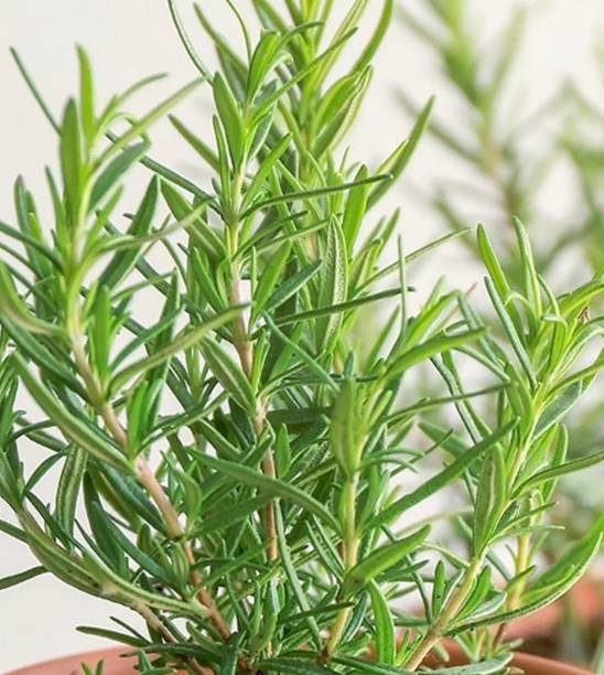 MAHAMAYA A TO Z Rosemary Plant