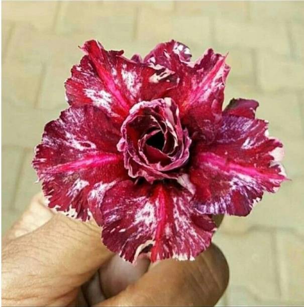 Barnaby Adenium Plant