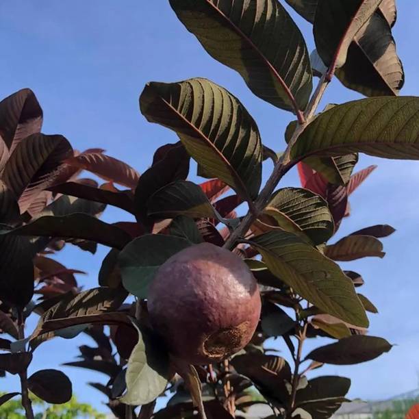 Vegilaso Coconut Plant