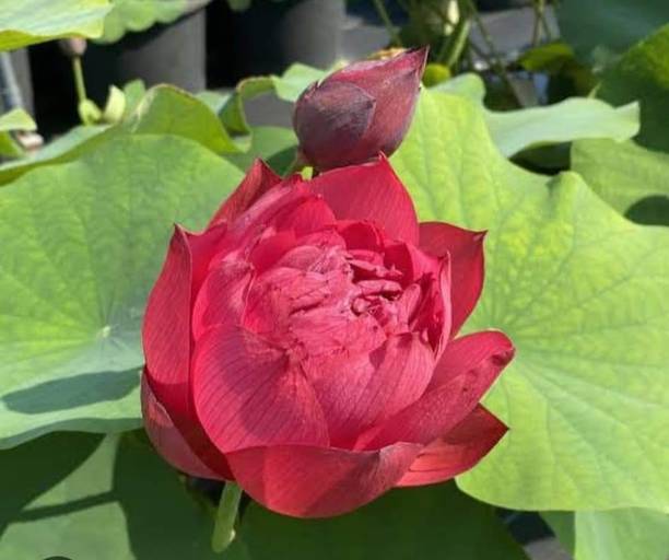 G0 GREEN Lotus Plant