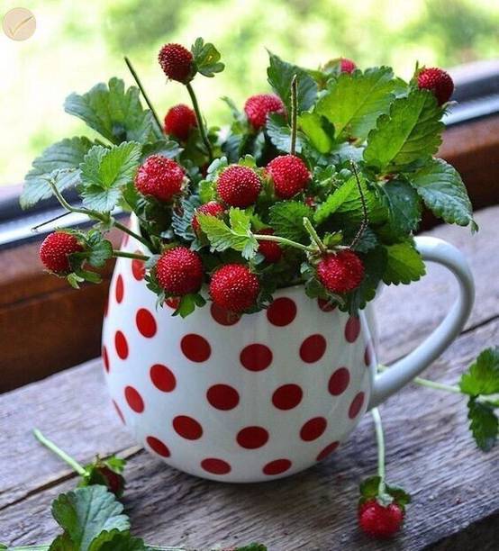 Cloud Farm Strawberry Plant