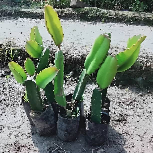 Green view Dragon Tree