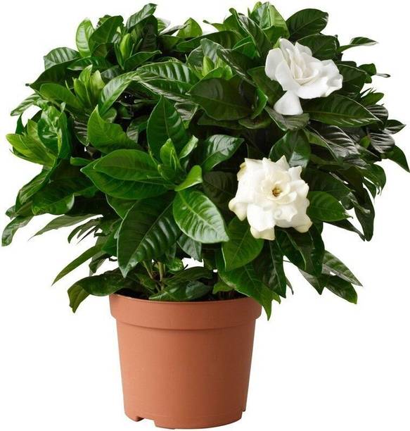 chiku Jasmine Plant