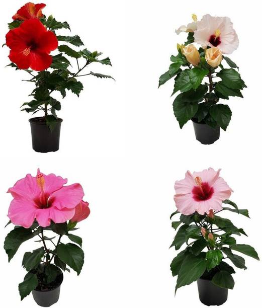 PlantPulse Hibiscus Plant