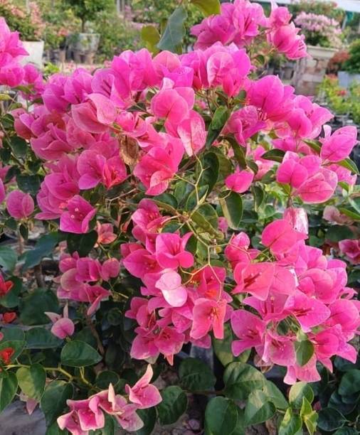 Plant Paradise Co Bougainvillea Plant