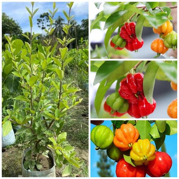Cloud Farm Cherry Fruit Plant