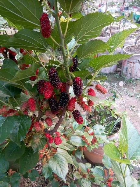 THAI MALBERI Malay Apple Plant