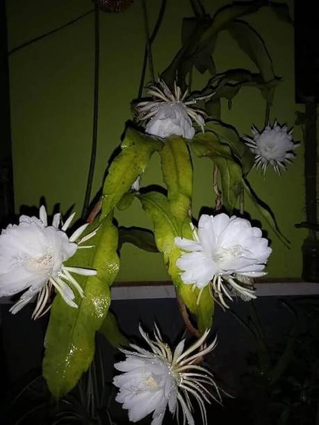 FELCHARIES Brahma Kamal Plant