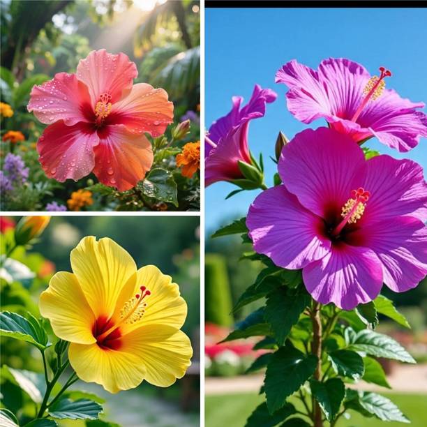 BloomShadow Hibiscus Plant