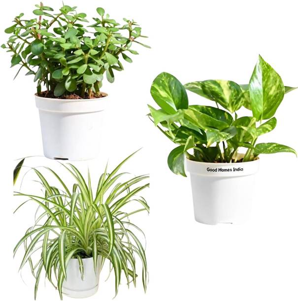 Cloud Farm Money Plant
