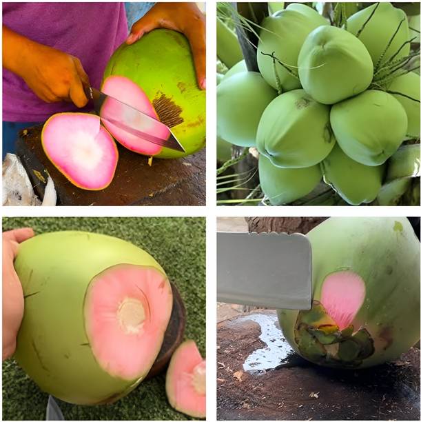 ABEFARIYA Coconut Plant