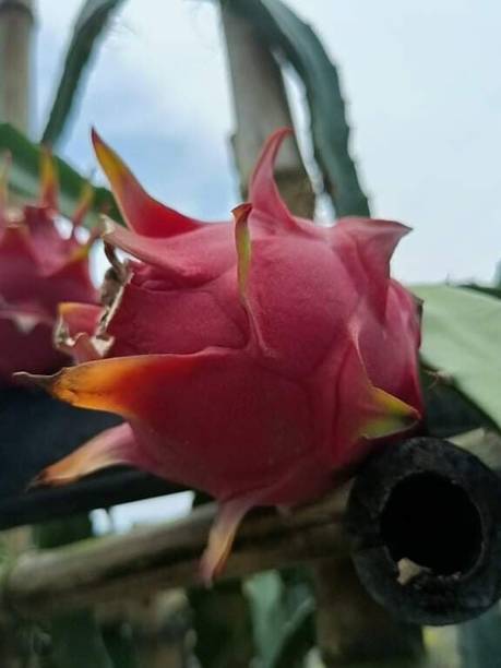 Cloud Farm Dragon Tree