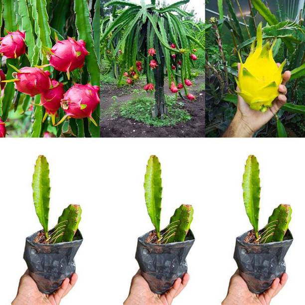 Cloud Farm Dragon Tree
