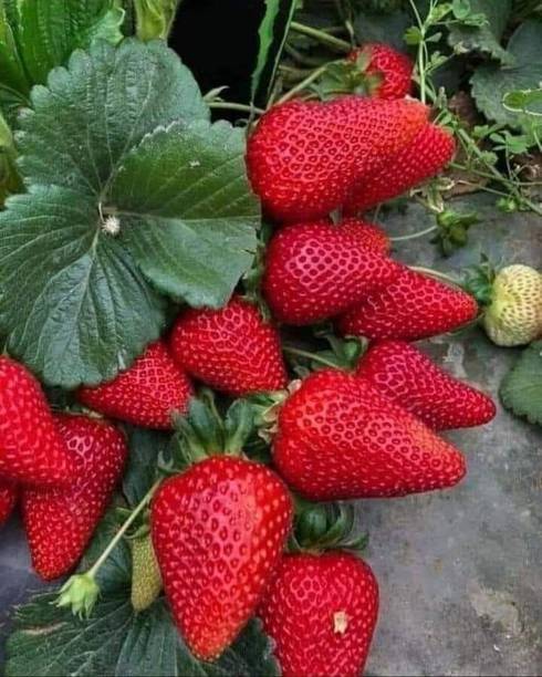 Adrita Strawberry Plant