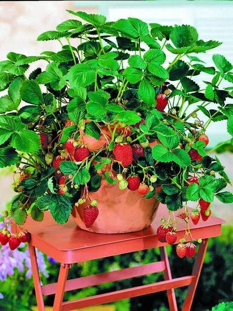 Cloud Farm Strawberry Plant