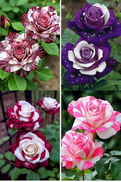 MAQINPLANTHOUSE Rose Plant