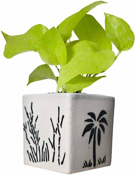 Barnaby Money Plant