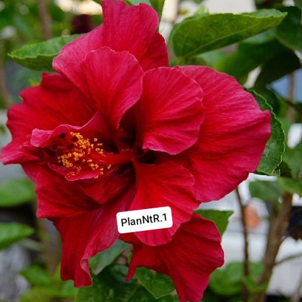 Spriggo Hibiscus Plant