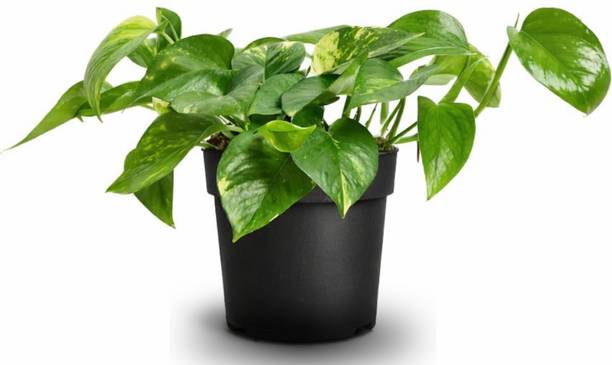 DEY CRAFT Money Plant