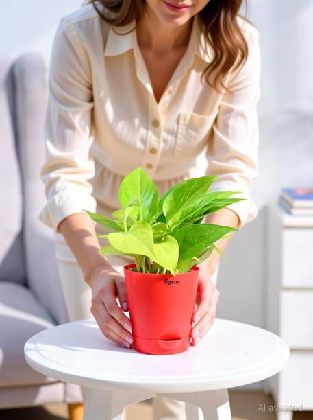 UGAOO Golden Money Plant