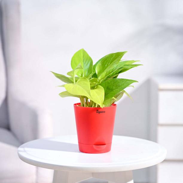 UGAOO Golden Money Plant