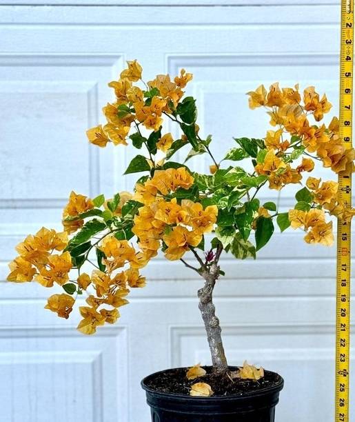 BAAGAN Bougainvillea Plant