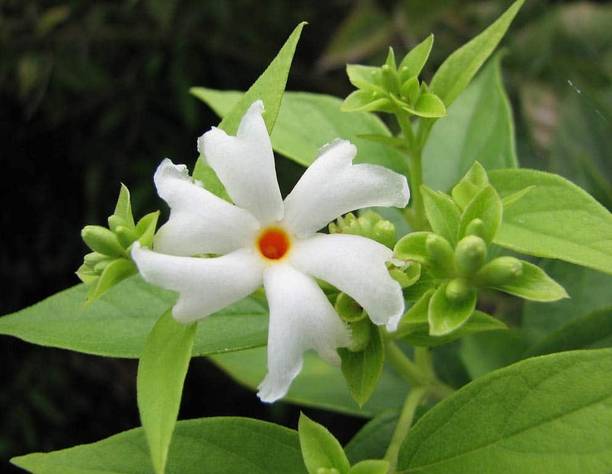MiracleGarden Parijat/Harsingar Plant