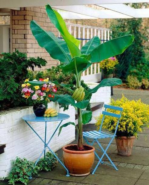 Durga Green Garden Banana Plant