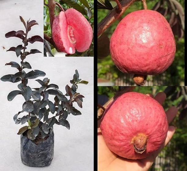 sadeshi busniss Guava Plant