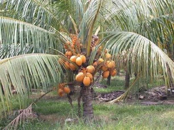 Corofitam Coconut Plant