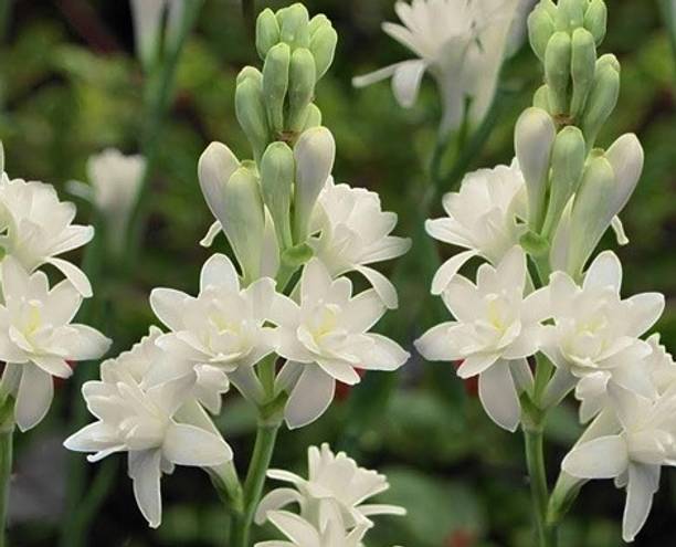 GreenCaart Tuberose/Rajnigandha Plant