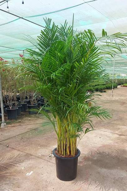 Cloud Farm Areca Palm